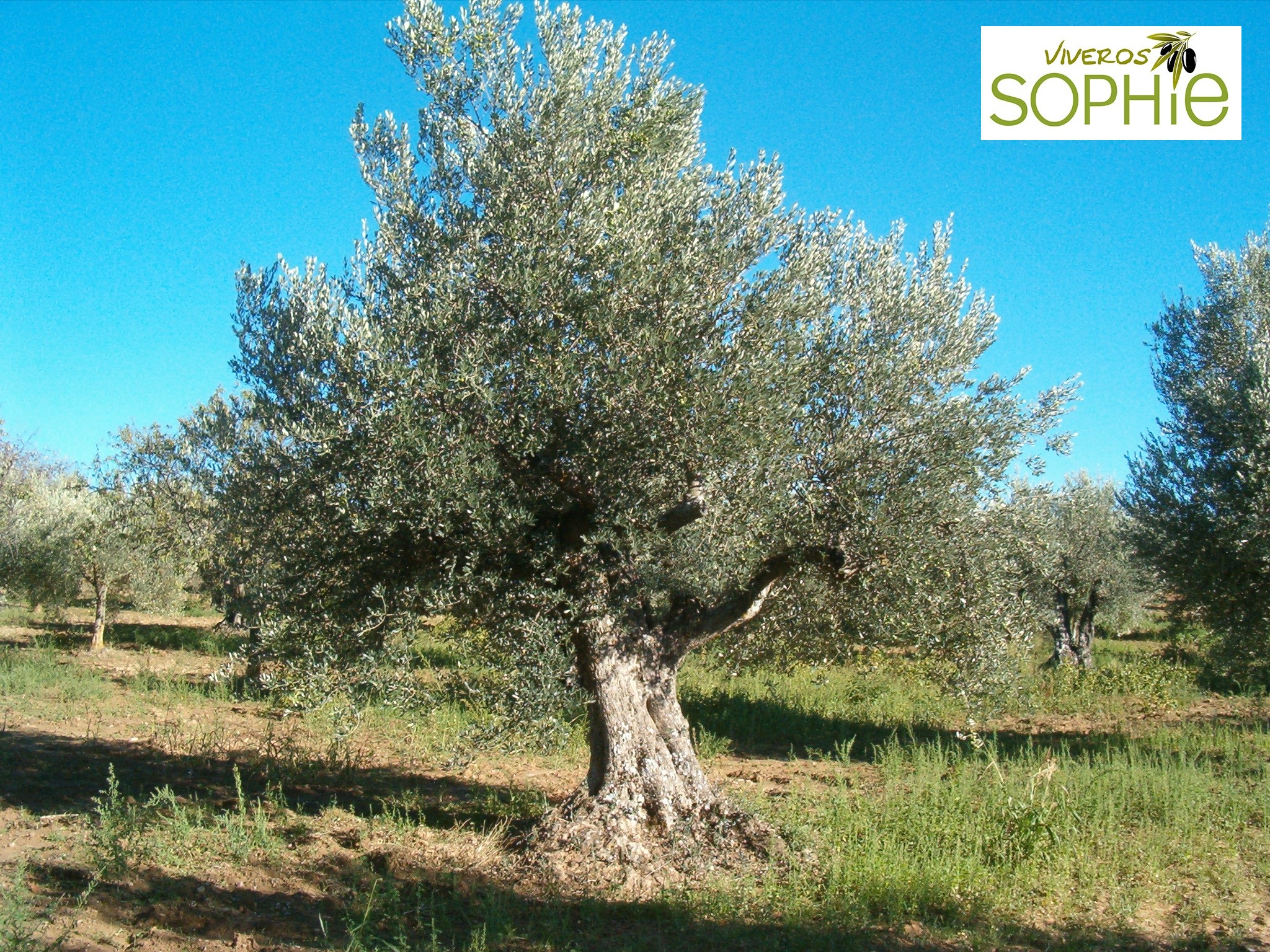 Variedad de olivo ALBARETA